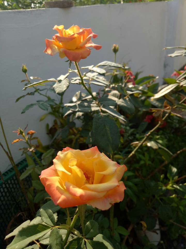 flowers