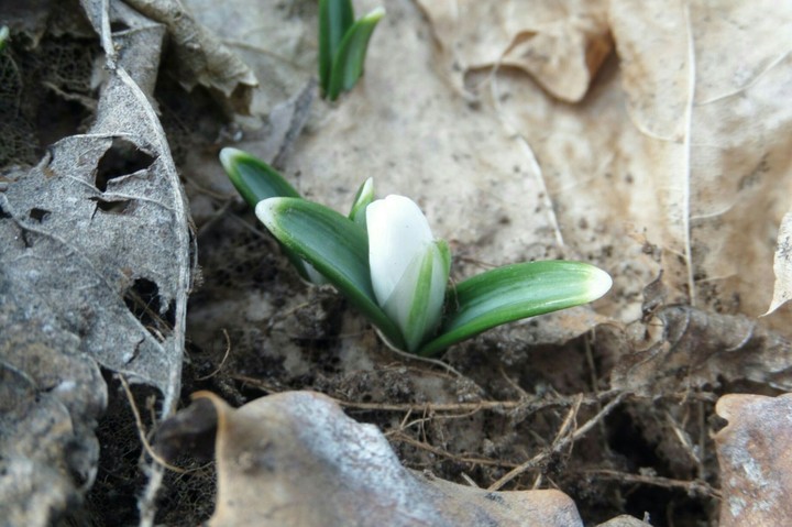 A little snowdrop