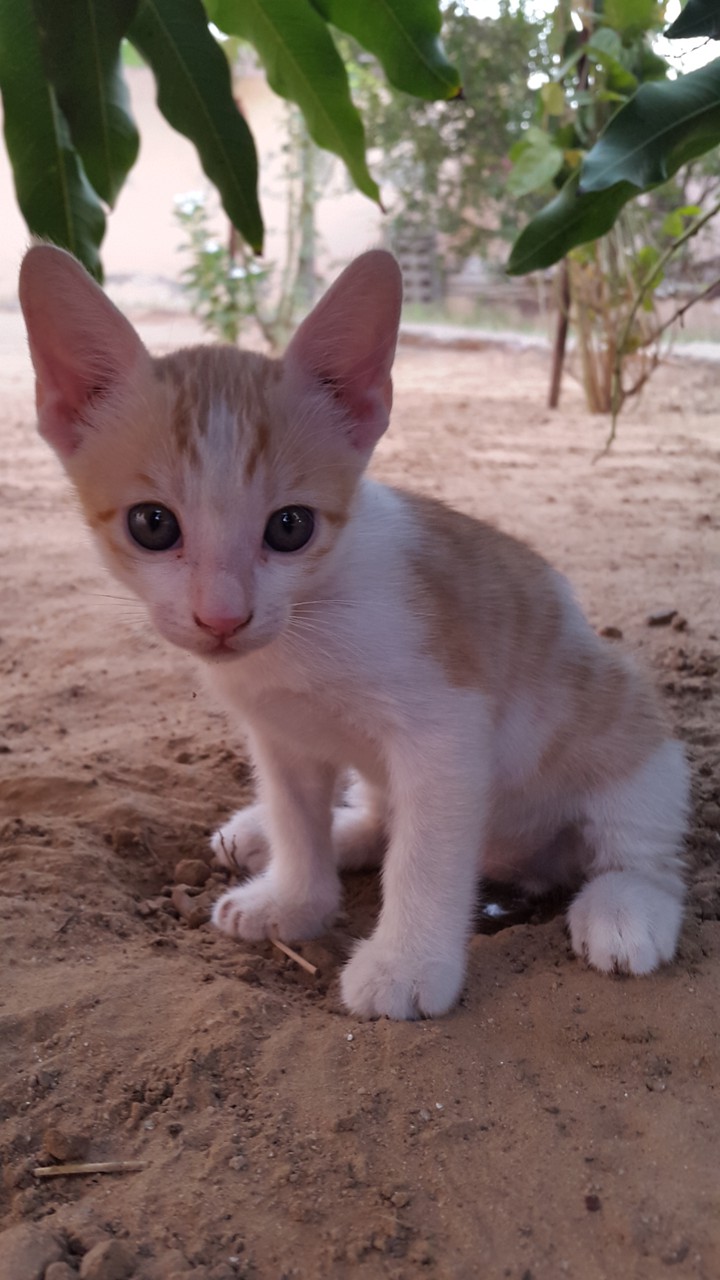 kitten