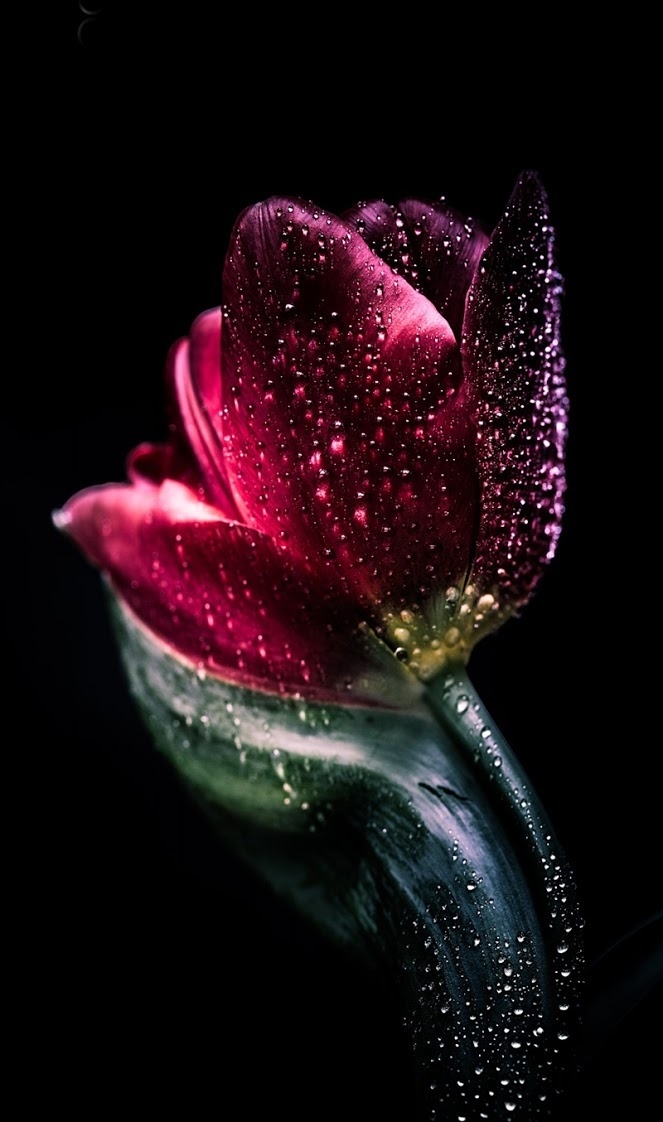tulip