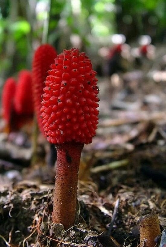 natureza
