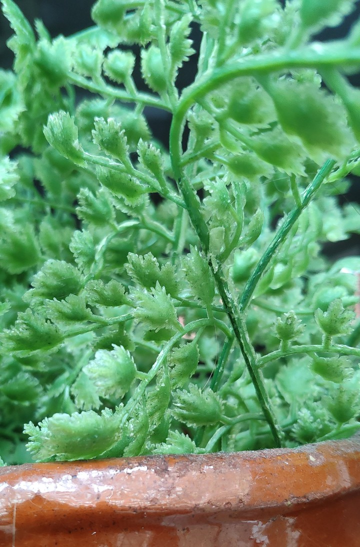 planta