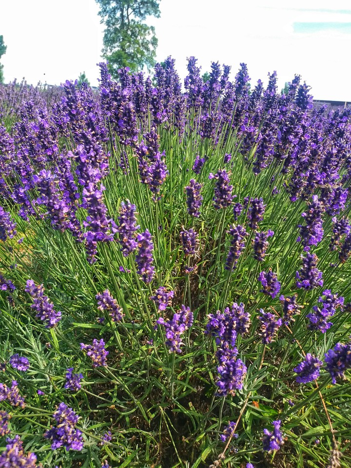 lavender