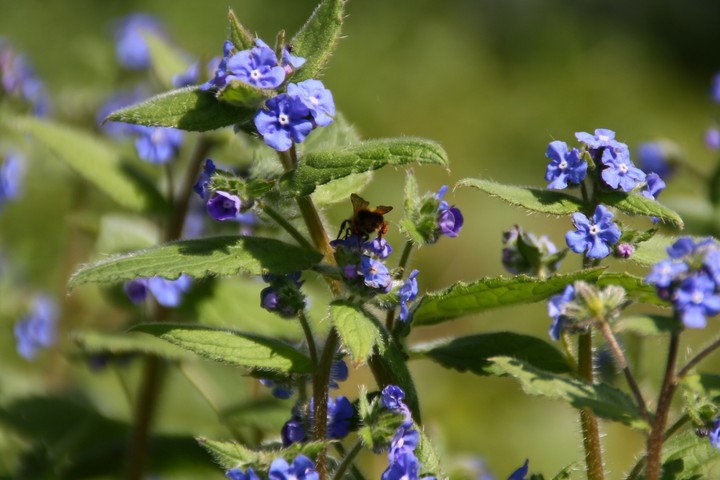 wildflowers
