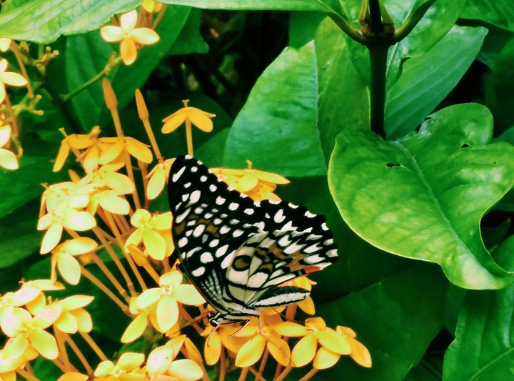 Spread your wings and fly!