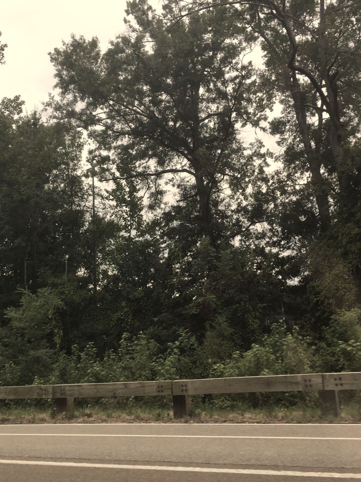 Tennessee Natural Gift