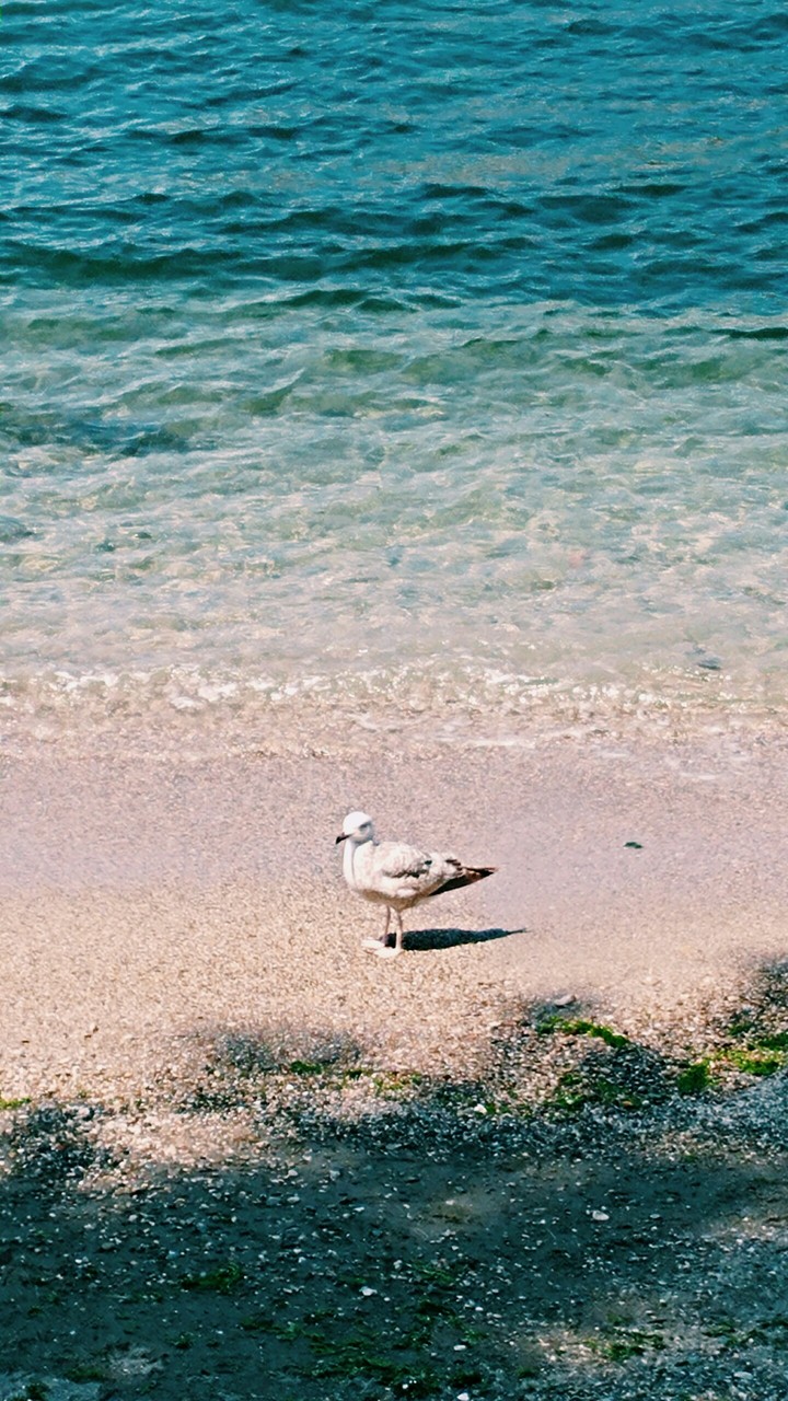 seagull