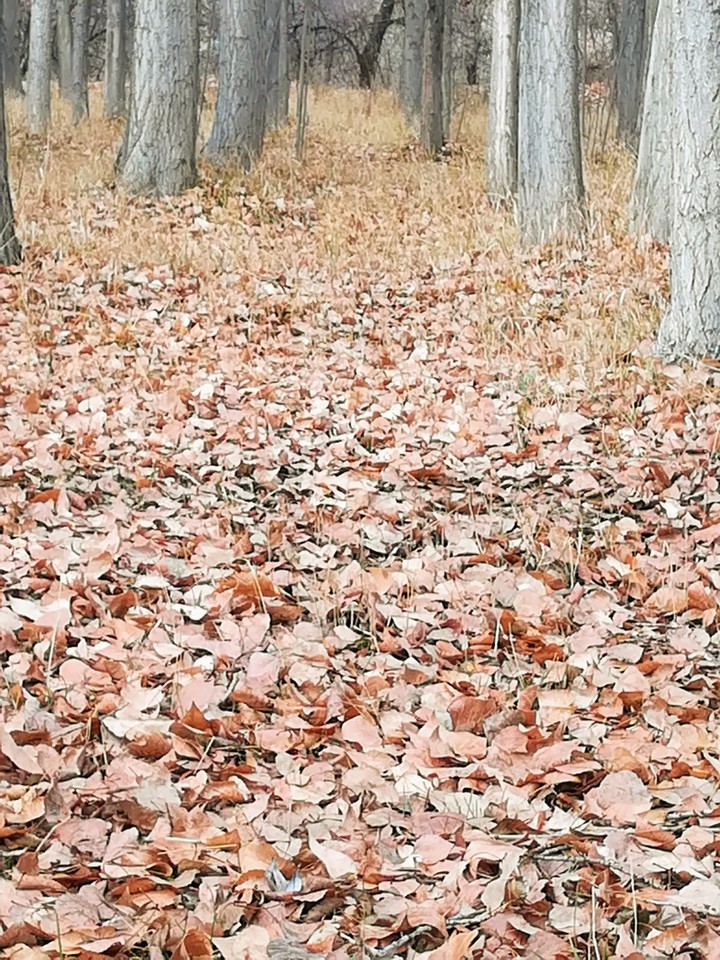 Sonbahar