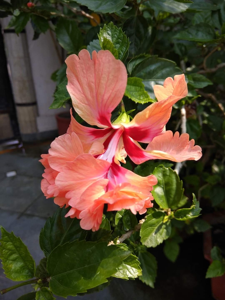 Natural beauty