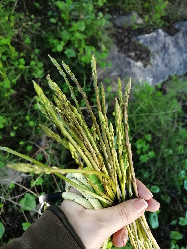sparagus sprouts
