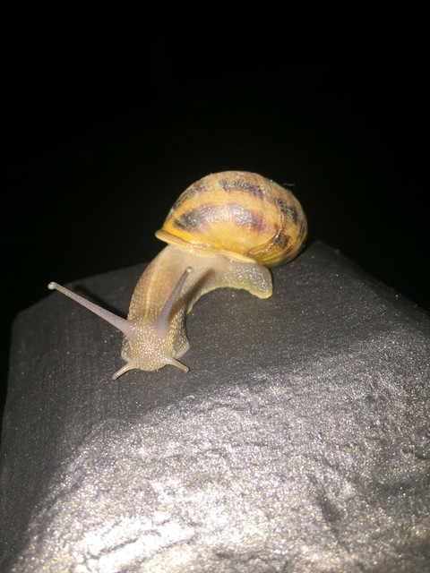 lymnaeidae, 生物壁纸