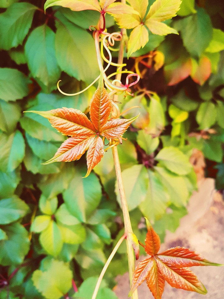Autumn