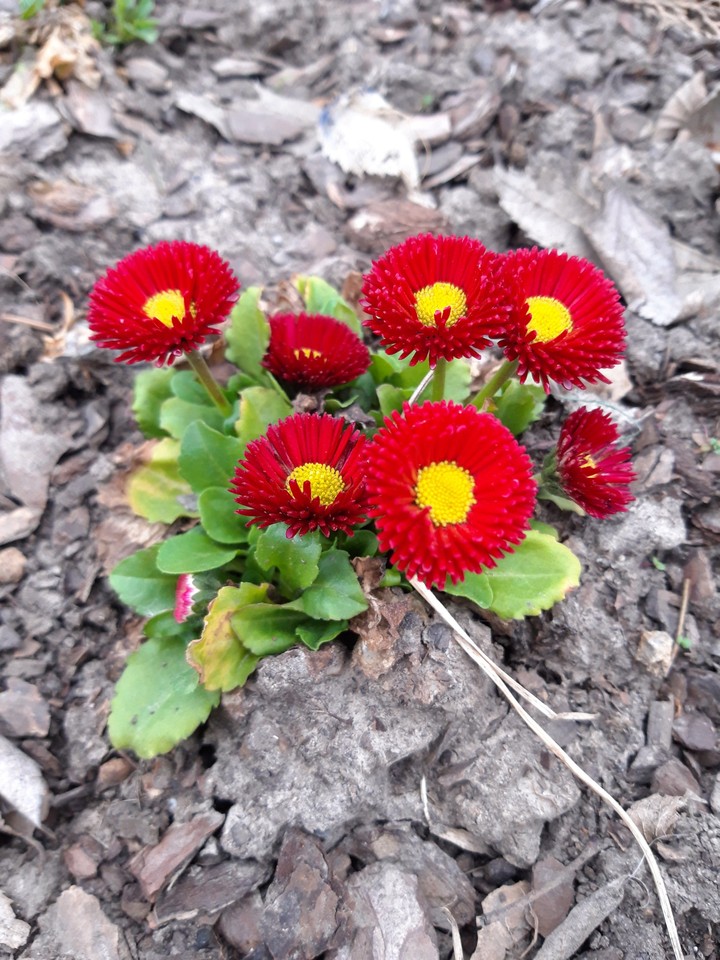 flowers