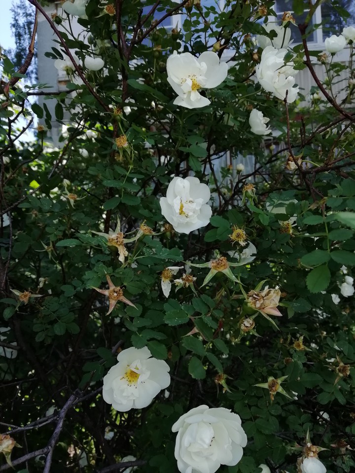 flowers in the big city