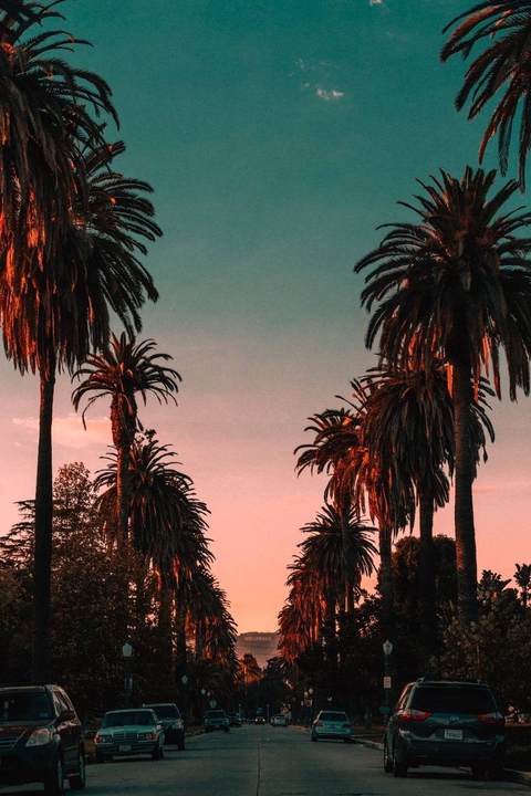 Palm
