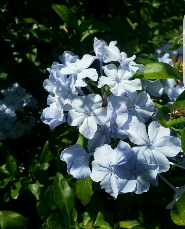 Blue Bunches