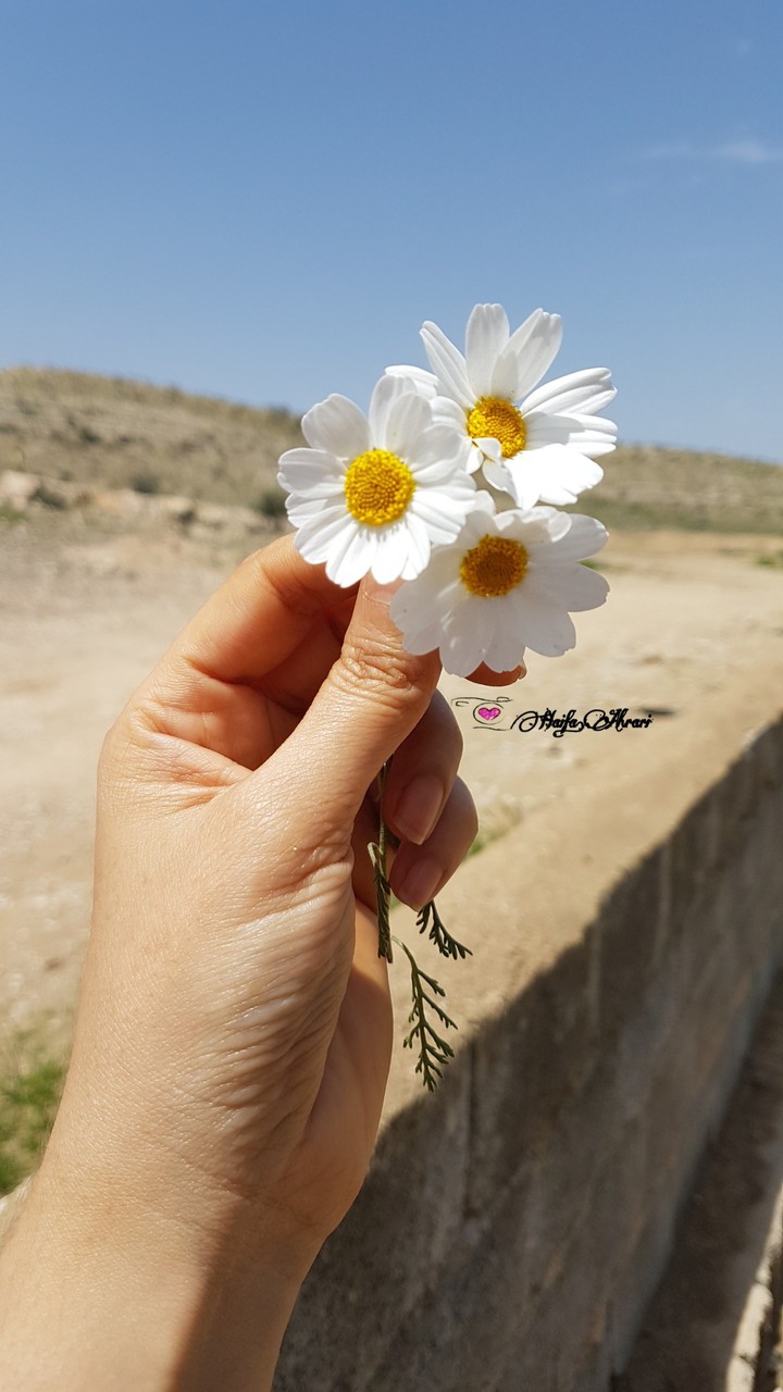 matricaria