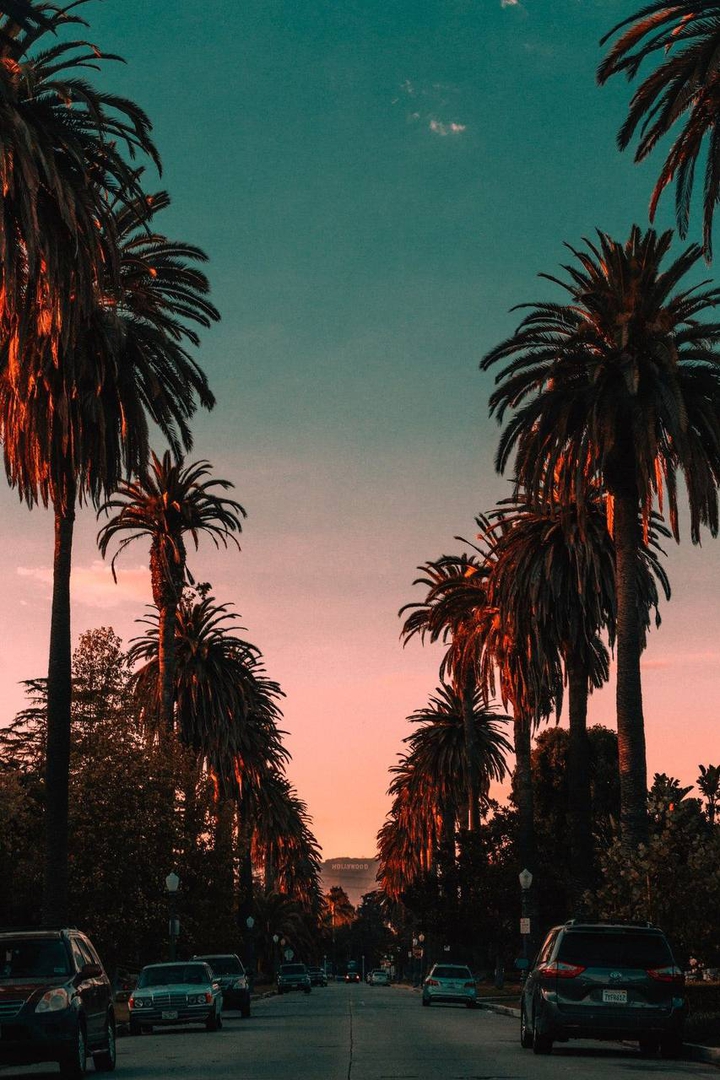 Palm