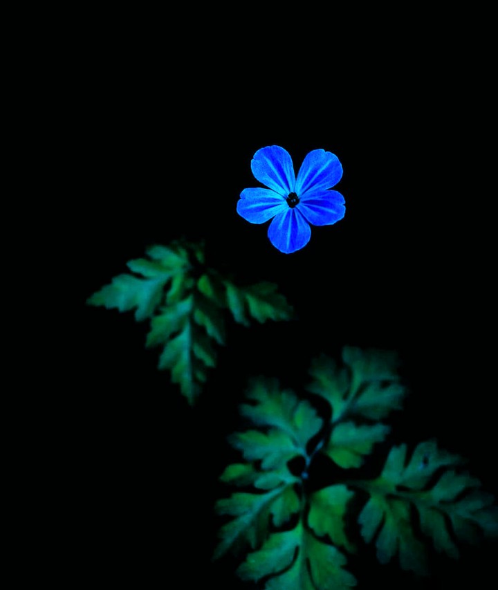 Tiny blossom