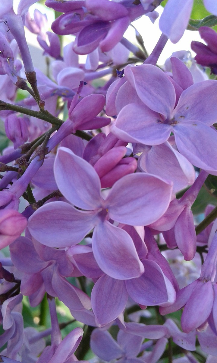 Lilac