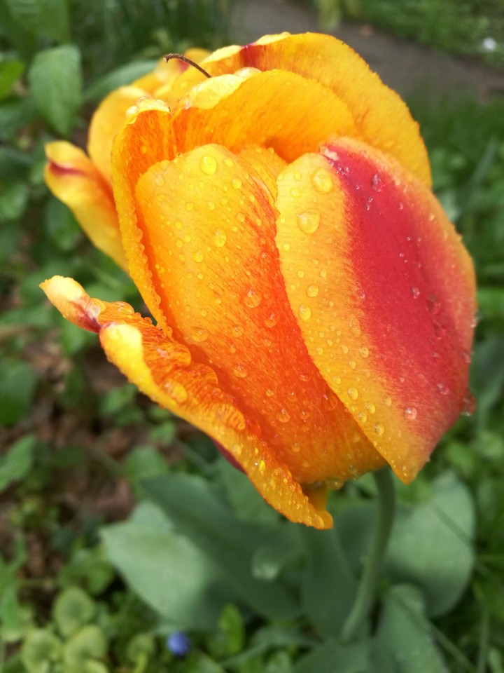 tulip under the rain
