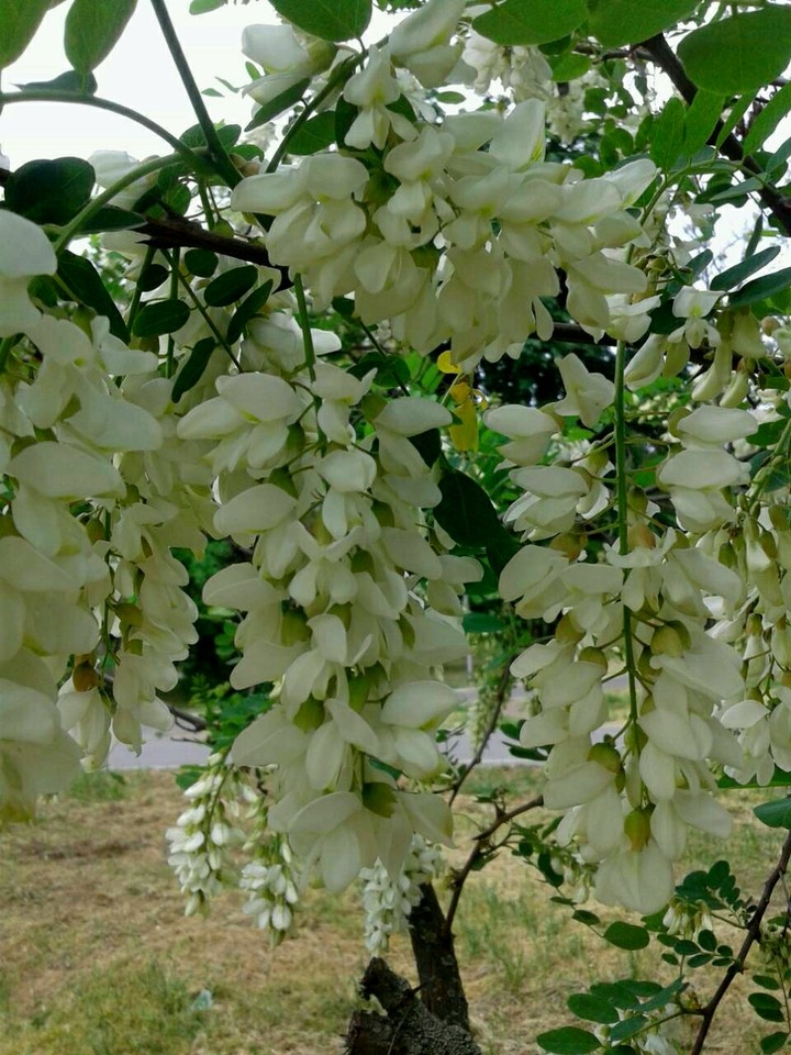 white acacia