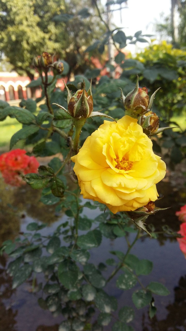Yellow Rose