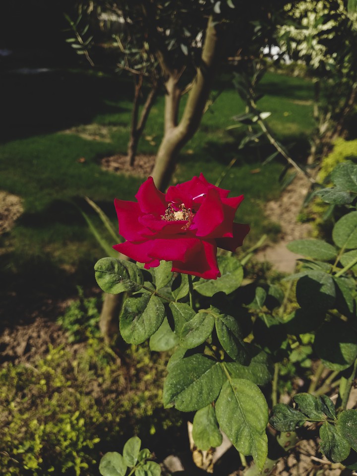 Rose