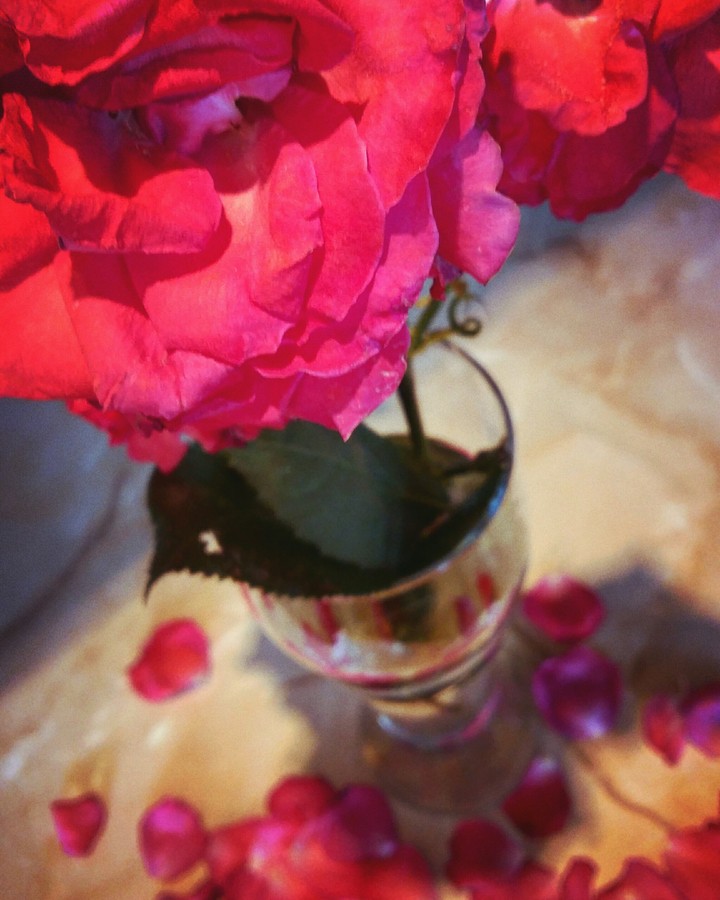 rose