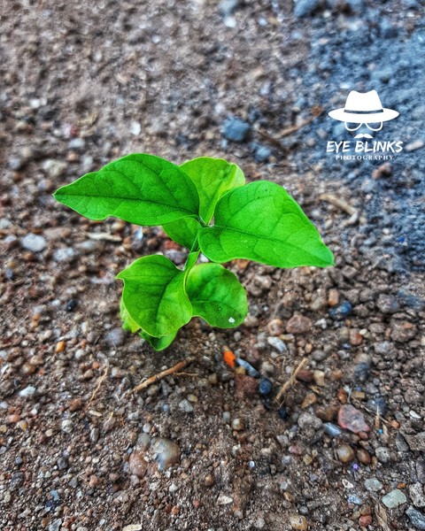 jasmine plant