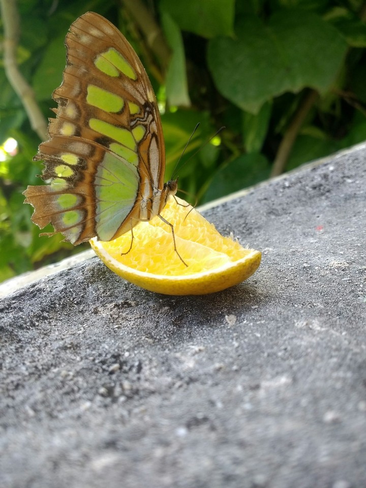Mariposa