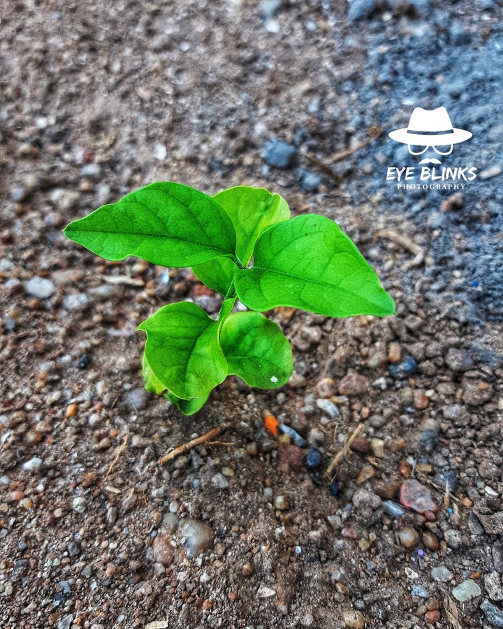 jasmine plant