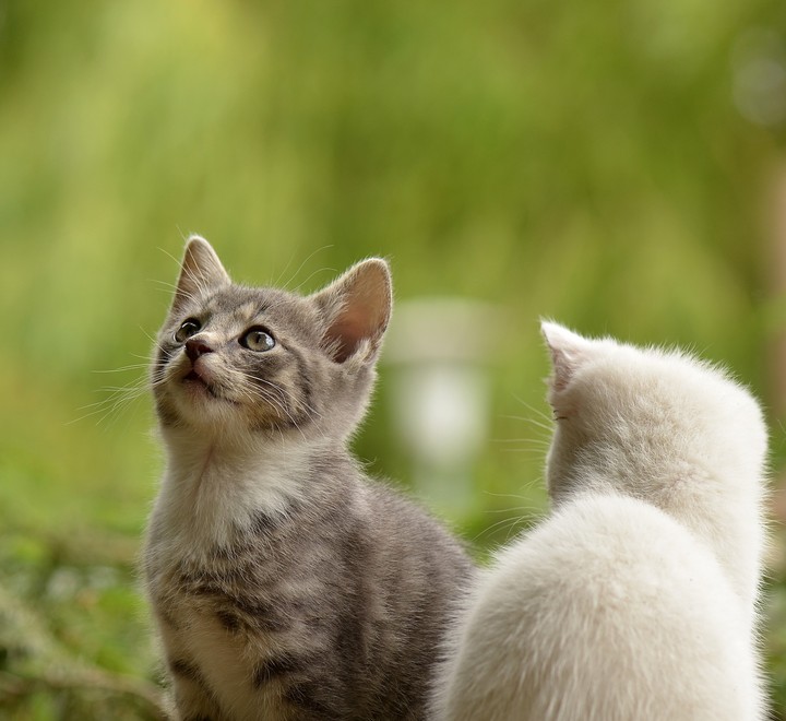 Cute Pussycats