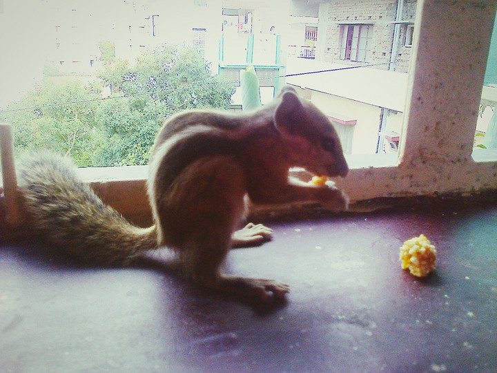 cute squirrel
