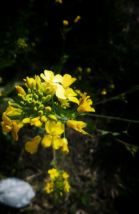yellow