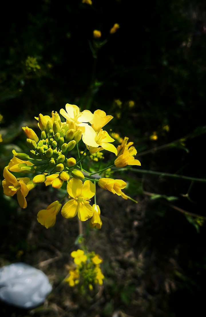 yellow