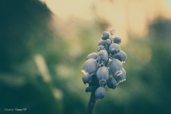 Blueish