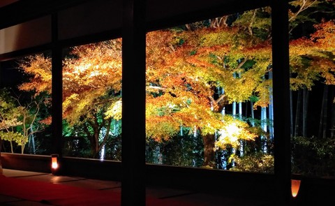 autumn color at night