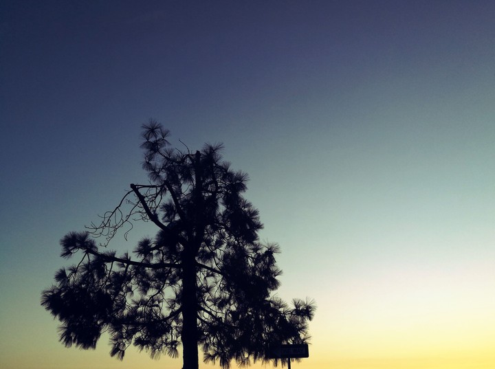 tree