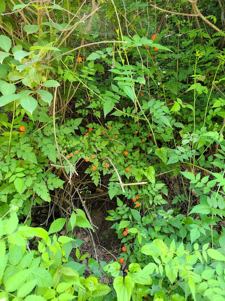 산딸기