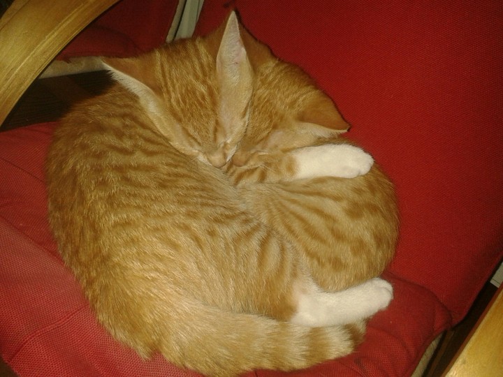 Two kittens