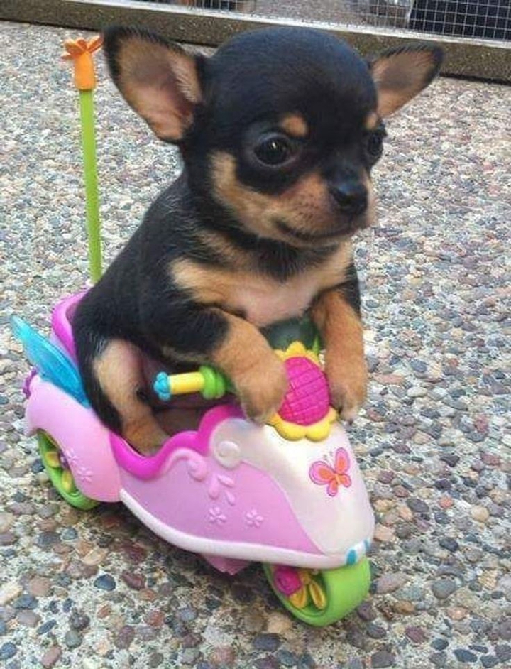 dog