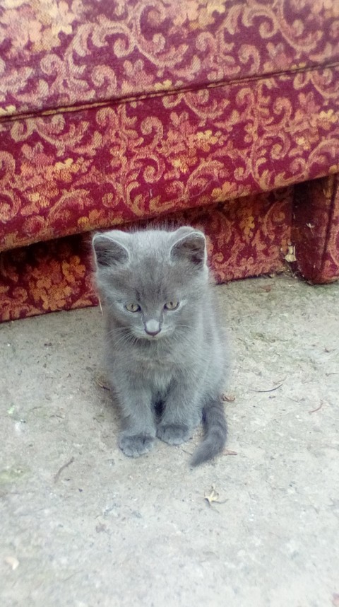 мой котик
