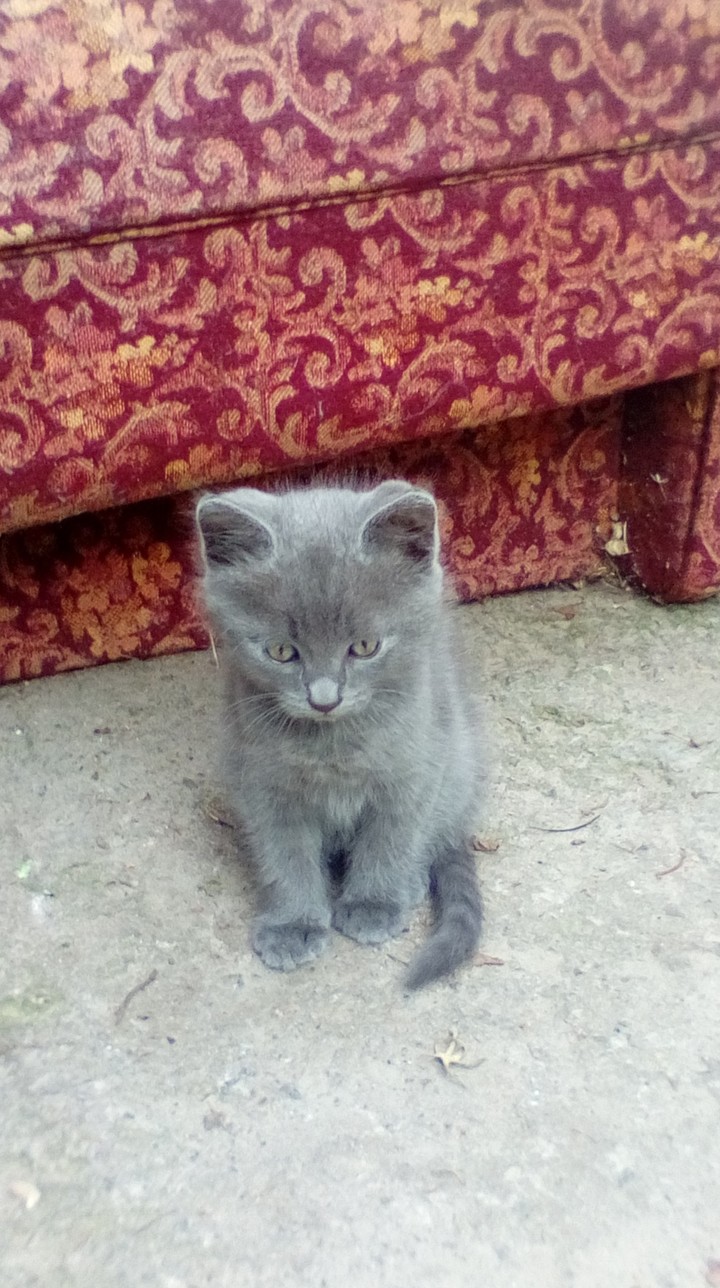 мой котик