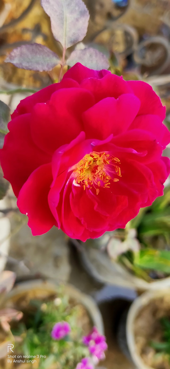 ROSE_