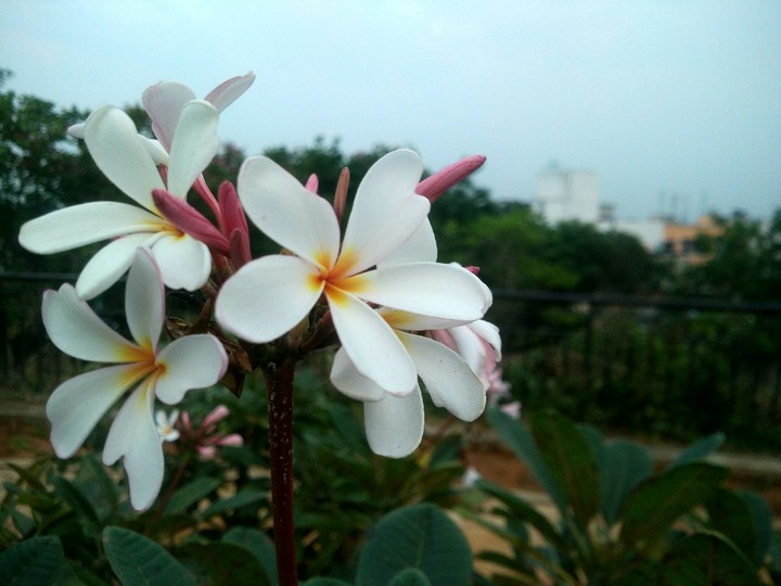 flowering plants