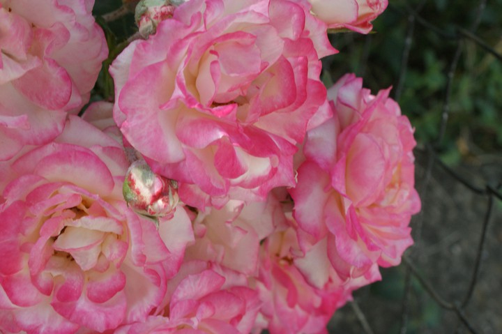 Pink big roses