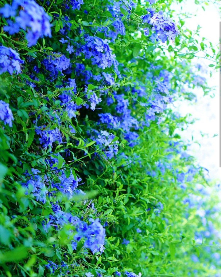 blue beauty