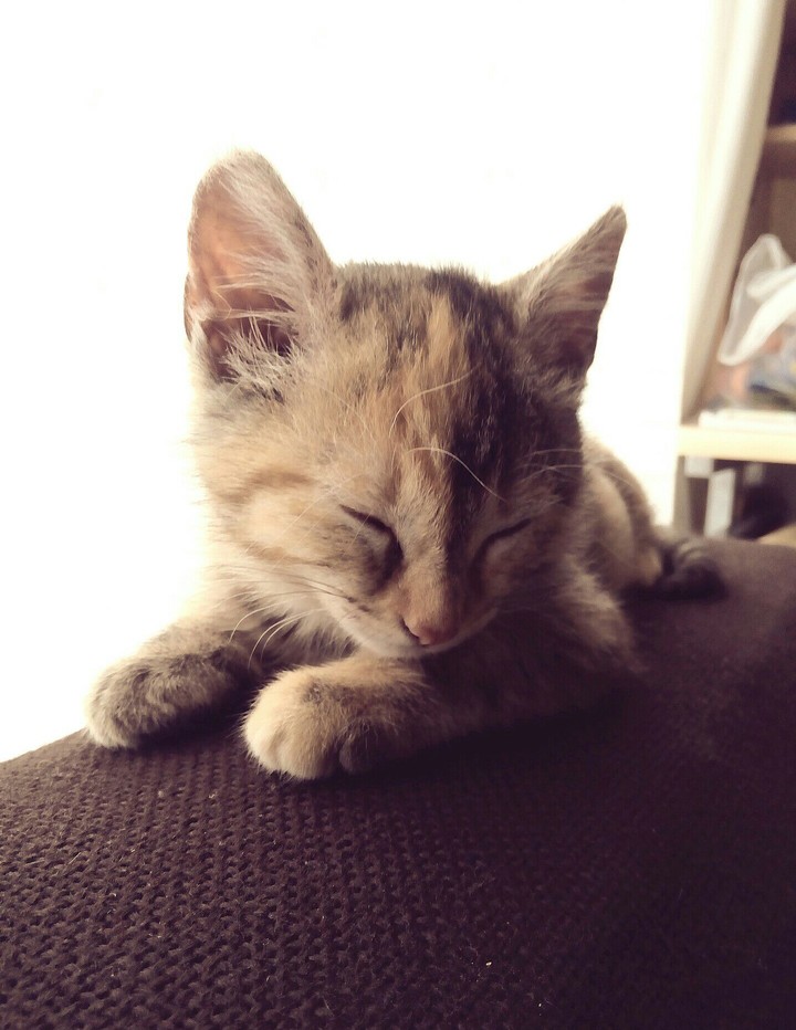 My cat