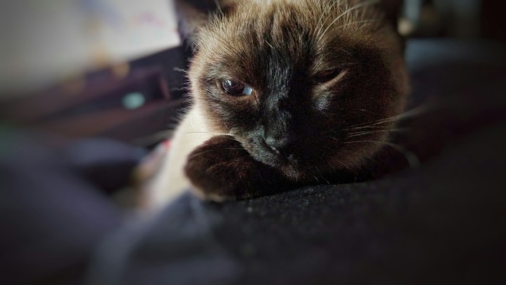 cat